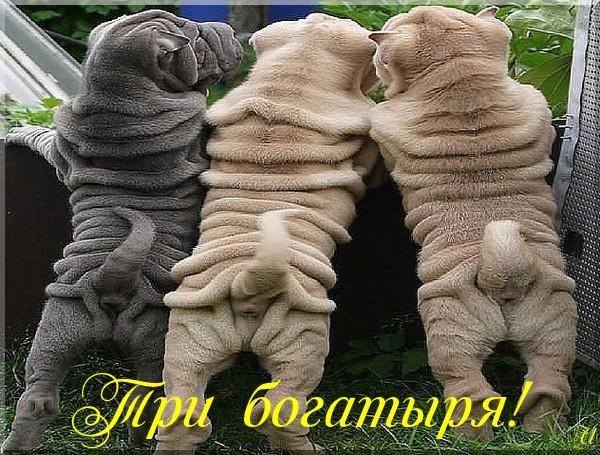 5672049_66596628_869132013448642_5167227380896366592_n (600x455, 69Kb)