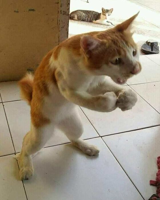 fullsize (560x700, 45Kb)