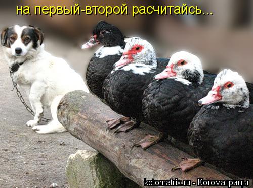 4743317_lW (500x373, 40Kb)