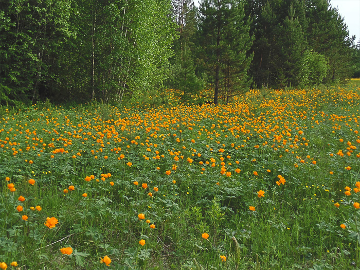 _DSC02982 (700x525, 537Kb)