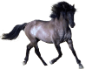 horse_PNG305 (85x69, 9Kb)