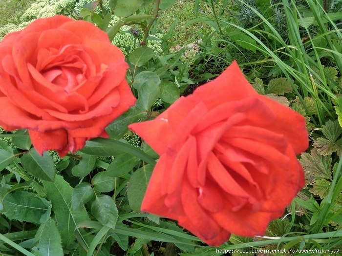 IMG_20190809_164321 (700x525, 262Kb)