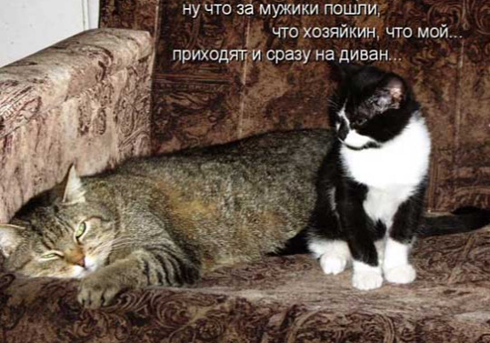 4743317_i_jpglo (539x377, 76Kb)