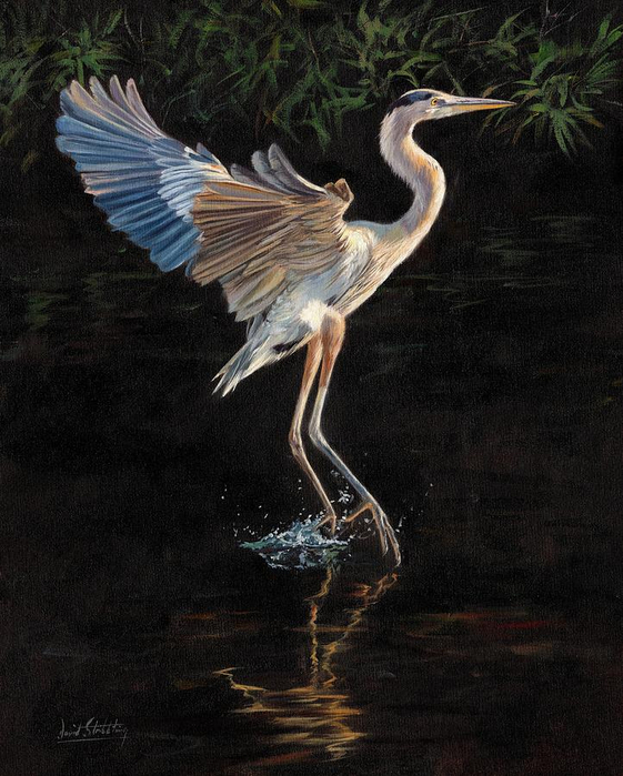 great-blue-heron-david-stribbling (561x700, 373Kb)