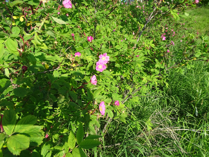 DSC00435 (700x525, 700Kb)