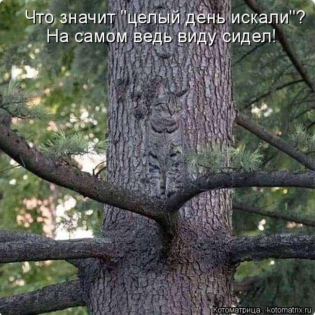 4743317_kotomatritsa_i_1_ (650x650, 98Kb)