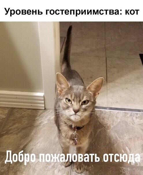 4743317_i_jpgp_1_ (495x604, 61Kb)