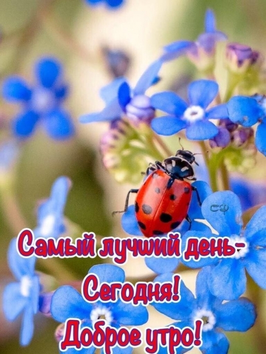 4743317_image20210627_11_57_25 (525x700, 255Kb)