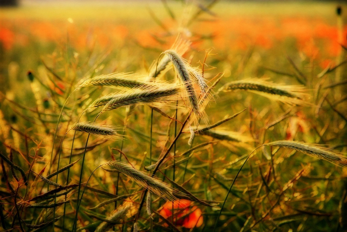 p11 (700x467, 401Kb)