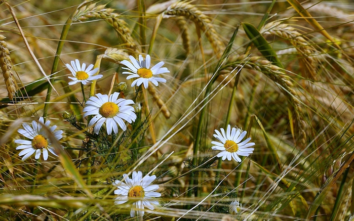 p18 (700x437, 430Kb)