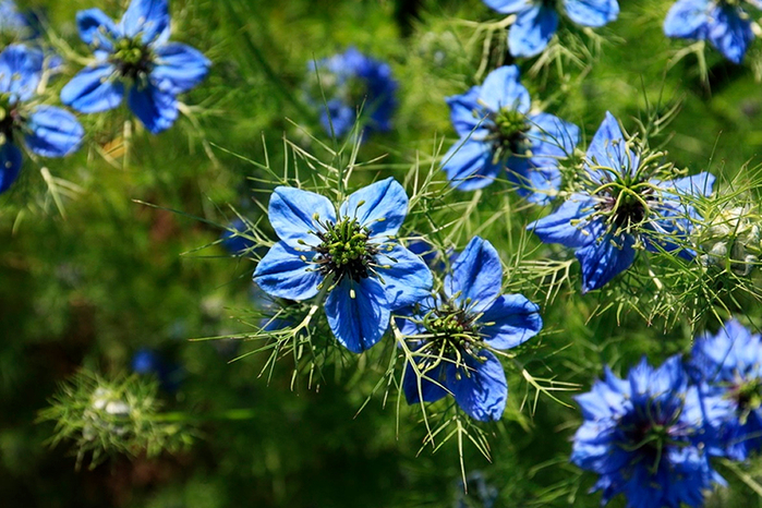 p7 (700x466, 469Kb)