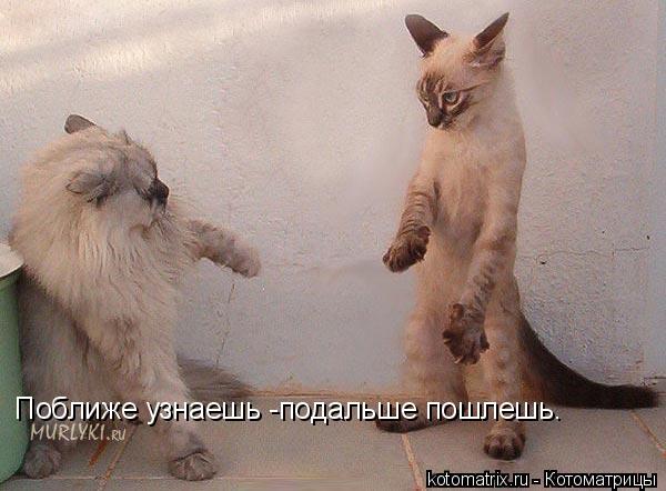4743317_Fw_1_ (600x442, 43Kb)