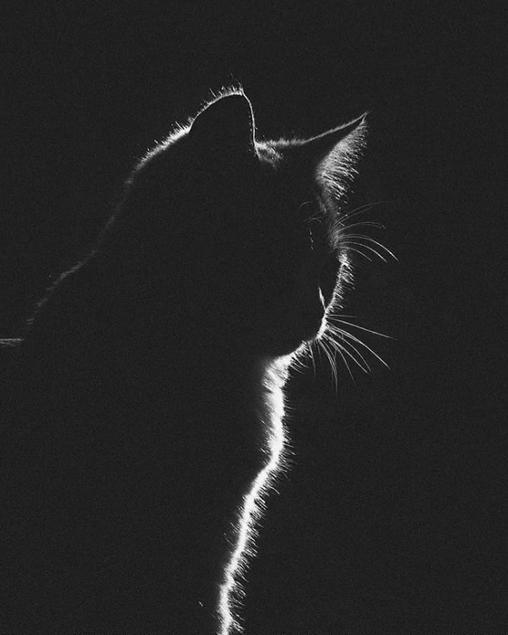 202556029_564115531245230_8611394028593461464_n (560x700, 192Kb)