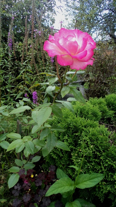  (393x700, 170Kb)