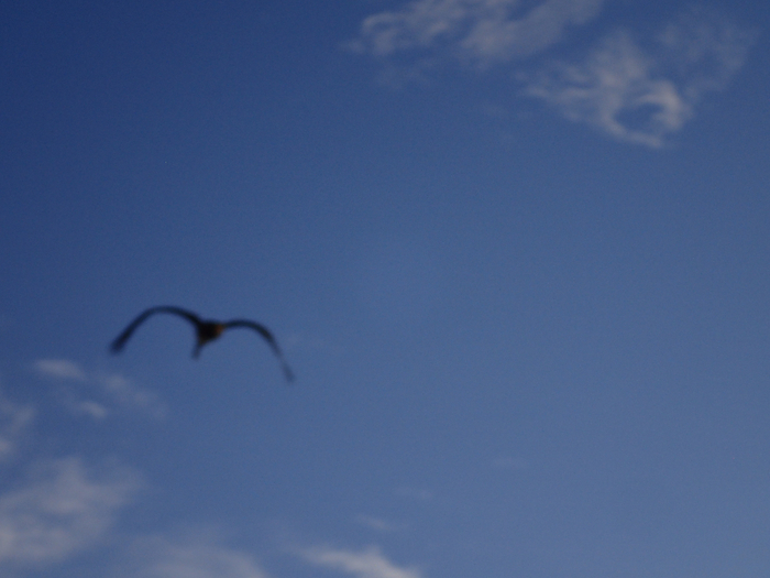 P8210026 (700x525, 287Kb)