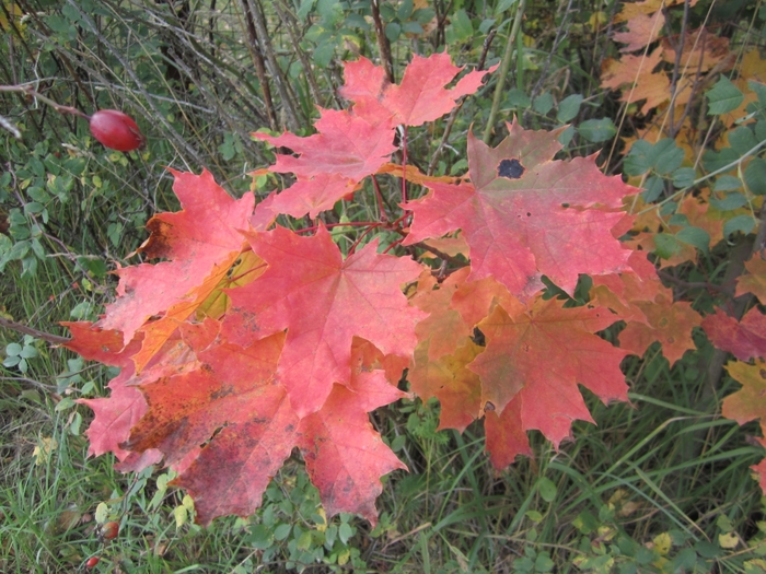 6969960_IMG_2980 (700x525, 331Kb)