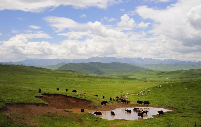 2714816_tibet_195 (700x441, 61Kb)