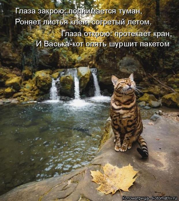 4743317_kotomatritsa_ZQ (621x700, 86Kb)