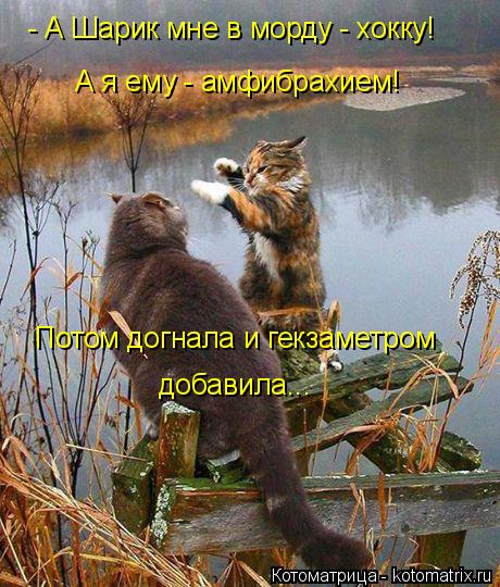 4743317_kotomatritsa_rs (460x540, 68Kb)