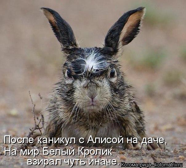4743317_kotomatritsa_d (604x547, 63Kb)