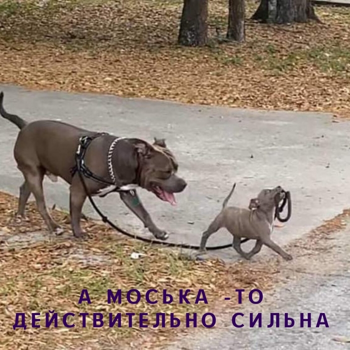 4743317_i_jpgtt (700x700, 317Kb)
