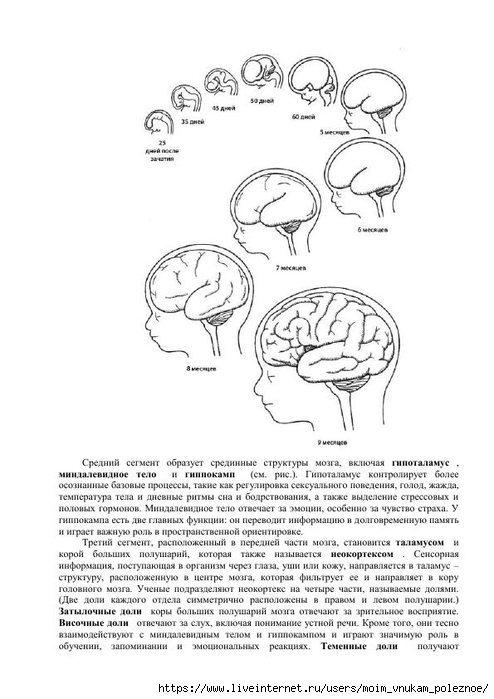S_Amodt_S_Vong_Kak_razvit_mozg_rebyonka_chtoby_on_stal_umnym_i_uspeshnym_18 (494x700, 173Kb)