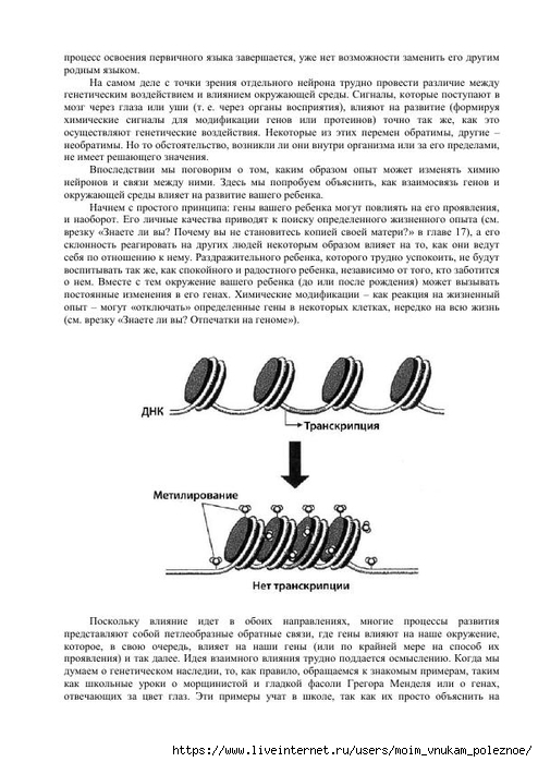S_Amodt_S_Vong_Kak_razvit_mozg_rebyonka_chtoby_on_stal_umnym_i_uspeshnym_35 (494x700, 205Kb)