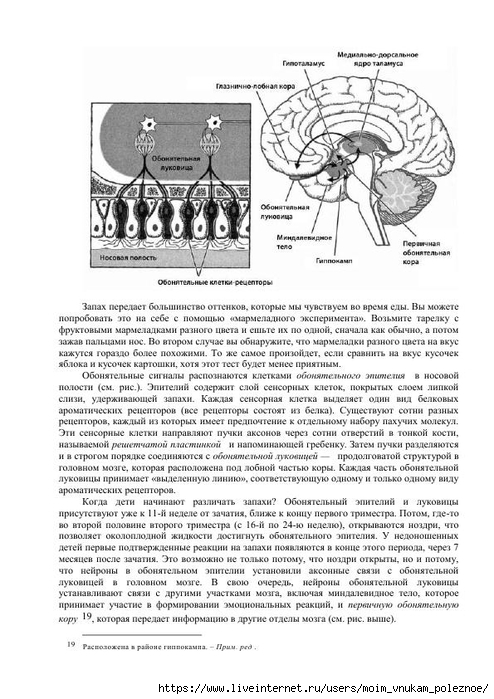 S_Amodt_S_Vong_Kak_razvit_mozg_rebyonka_chtoby_on_stal_umnym_i_uspeshnym_82 (494x700, 243Kb)
