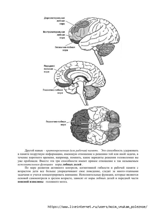 S_Amodt_S_Vong_Kak_razvit_mozg_rebyonka_chtoby_on_stal_umnym_i_uspeshnym_90 (494x700, 142Kb)