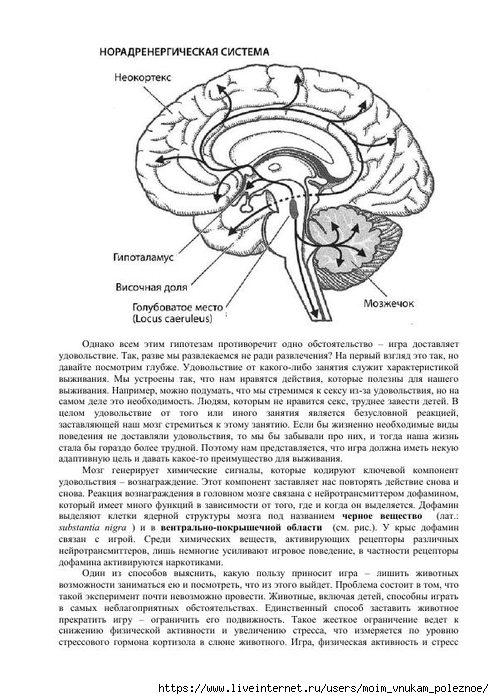 S_Amodt_S_Vong_Kak_razvit_mozg_rebyonka_chtoby_on_stal_umnym_i_uspeshnym_100 (494x700, 240Kb)
