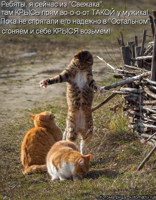 4743317_kotomatritsa_c_jpgpa (546x700, 90Kb)