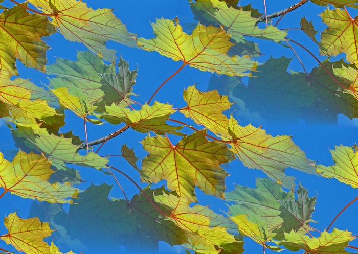 maple-leaves-3670135_960_720 (700x497, 480Kb)
