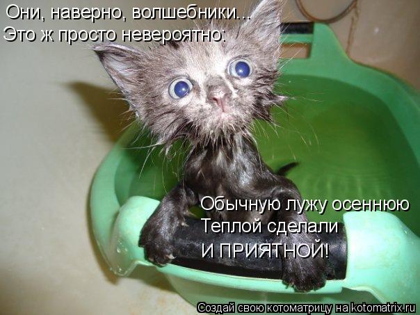 4743317_kotomatritsa_LN (604x453, 52Kb)