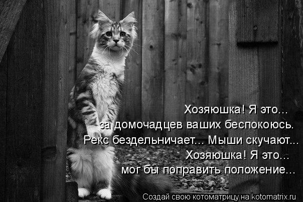 4743317_kotomatritsa_Jo (604x403, 56Kb)