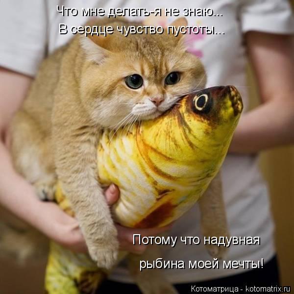 4743317_kotomatritsa_z (600x600, 48Kb)
