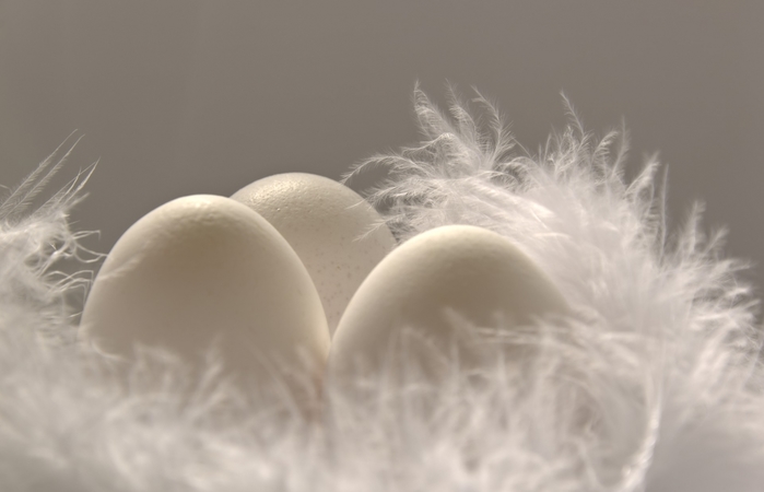 7055091_feather4805619_1920 (700x450, 112Kb)