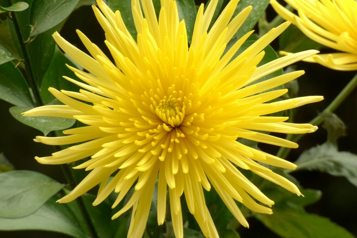 2714816_Crisantemo_Chrysanthemum_spp__14575419435 (700x466, 240Kb)