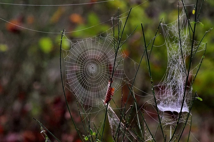 spider-web-4569610_960_720 (700x466, 124Kb)