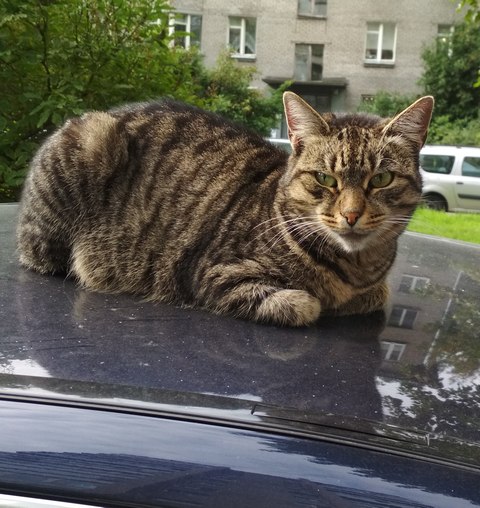 wild cat