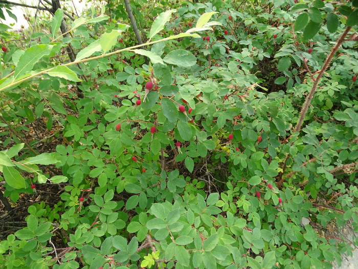 DSC00576 (700x525, 629Kb)