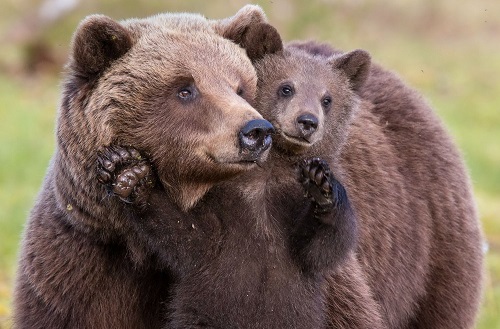 3245507_1617689673_animalsbear64517_1_ (500x329, 75Kb)