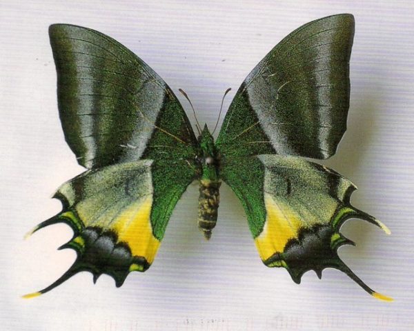 5774028_yaba8 (600x480, 54Kb)