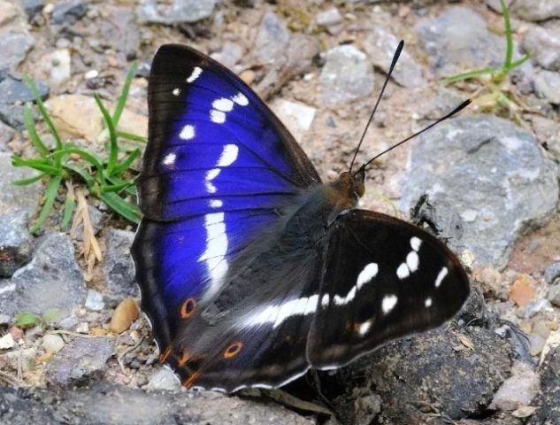 5774028_yaba16 (633x480, 65Kb)