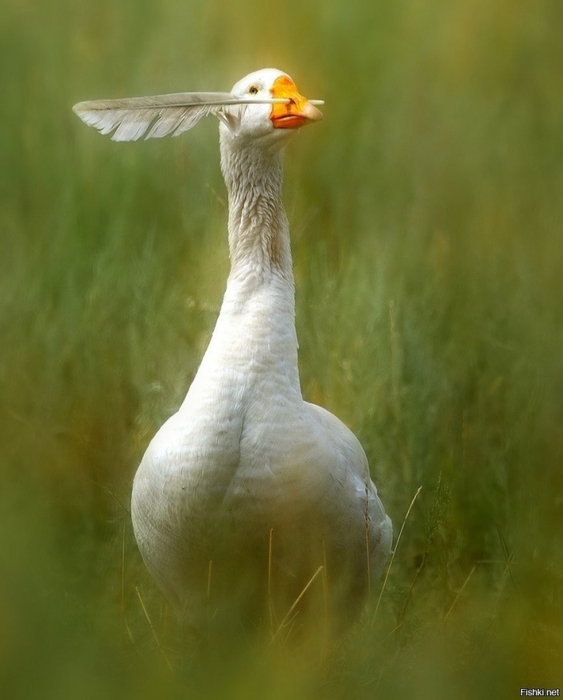 3437583_4f7c45aa0161f6ce9d226d66ac3393a7 (563x700, 183Kb)