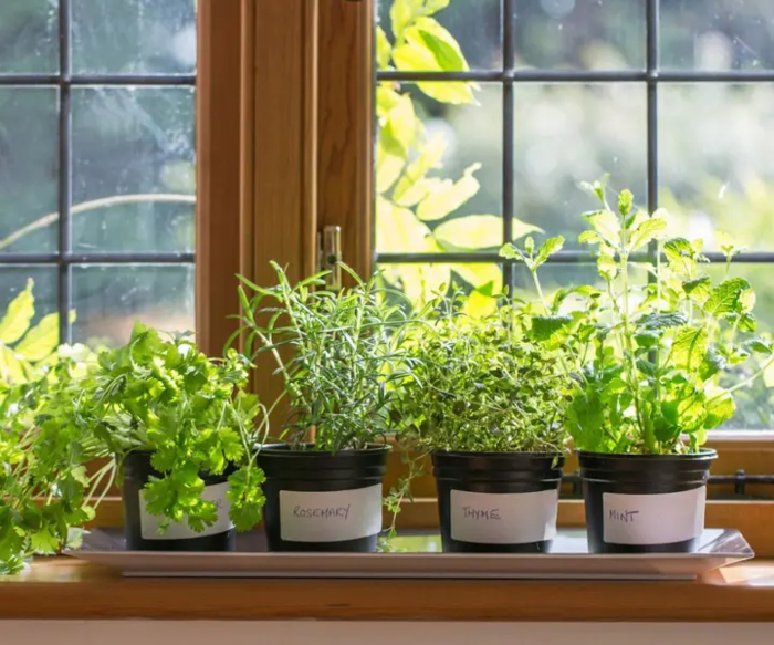 can-herbs-grow-indoors.jpg (700x583, 615Kb)