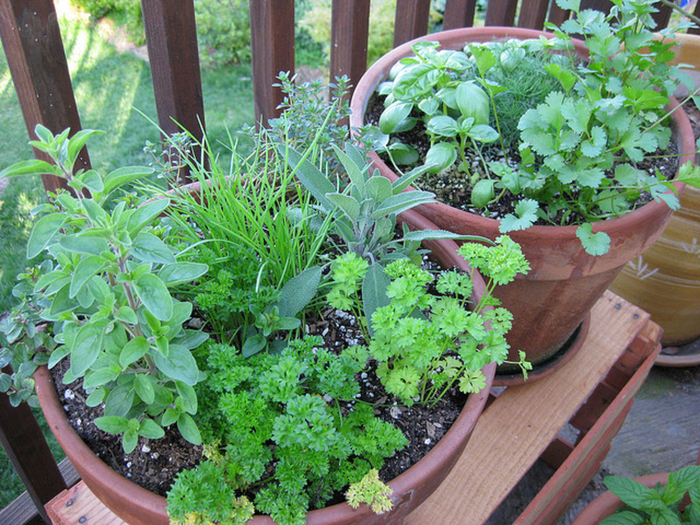 growing-cilantro-aka-coriander-good-for-your-garden-and-great-herb-for-cooking (700x525, 618Kb)