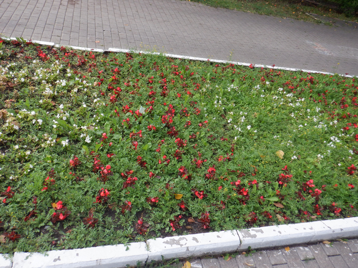 DSCF7782 (700x525, 640Kb)
