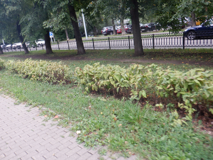DSCF7794 (700x525, 563Kb)