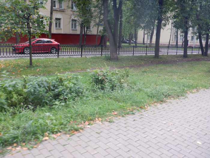 DSCF7806 (700x525, 515Kb)