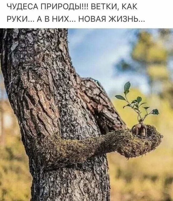 3416556_i_1_1_ (605x700, 107Kb)